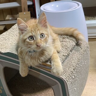 ふわふわ長毛イケメン王子の未来(みくる)君