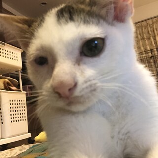 ありがとうございました★雉白ピアノちゃん