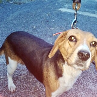 ビーグルの女の子