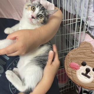 美人三姉妹