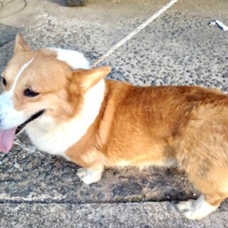 コーギーの男の子