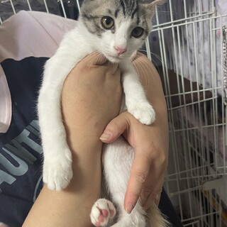 美人三姉妹