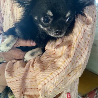 チワワ　1歳　男の子　コテツ