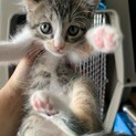 生後1週間から保護して育てた子です。