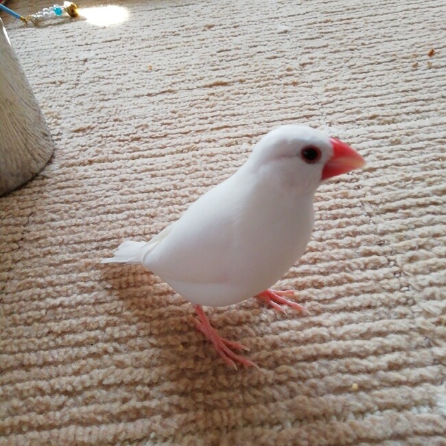 kyonちのカバー写真