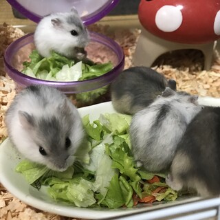 【決定！！】10／1生まれジャンガリアンハムスター