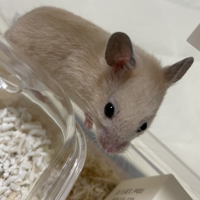 pyonsのカバー写真