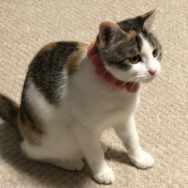 首輪を嫌がる