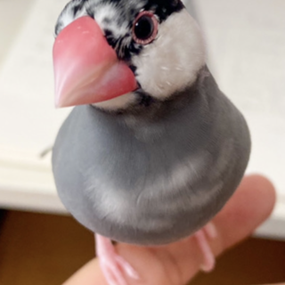 里親を探していますm(_ _)m