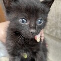 急募！生後1ヶ月くらいの4兄妹です
