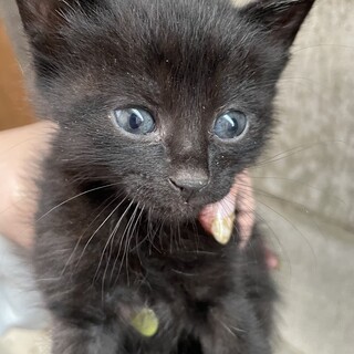 急募！生後1ヶ月くらいの4兄妹です