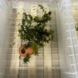 元気なメダカです