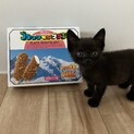 幸せにして下さる里親さま募集！