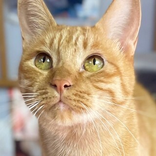 ぼく、甘えたいねん。子猫のような茶トラおかきくん