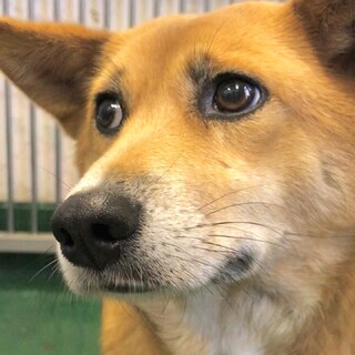 センター来訪者に譲渡されました