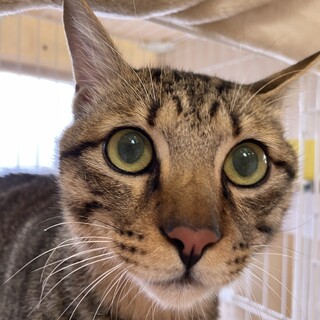 スリゴロかまっての甘えん坊ふー太