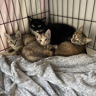 3匹の子猫にずっとのお家をお願いします♪