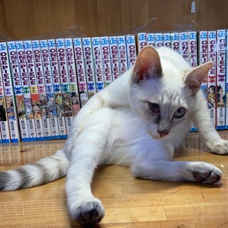 ブルボン、里親さま決定！ありがとうございました♥️