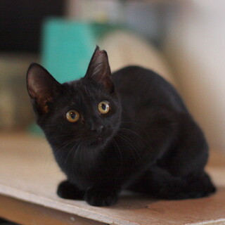 シャイで甘えん坊な黒猫、佐藤くん（名人チーム）