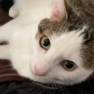 ヨハネ、里親さま決定！ありがとうございました♥️