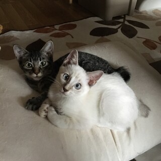 甘えん坊な兄弟です