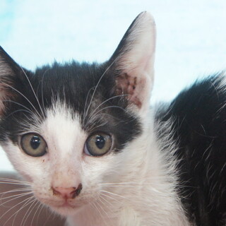 くるみちゃん。2ヶ月の女の子ですよ。