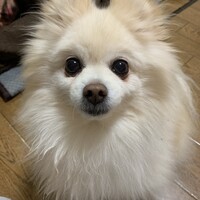 清春