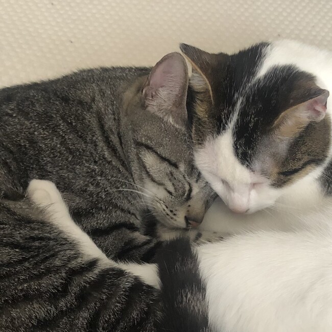 akichocoのカバー写真