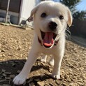 Mellow’s Pups#4♡Mabel