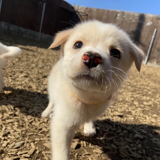 Mellow’s Pups#4♡Dipper