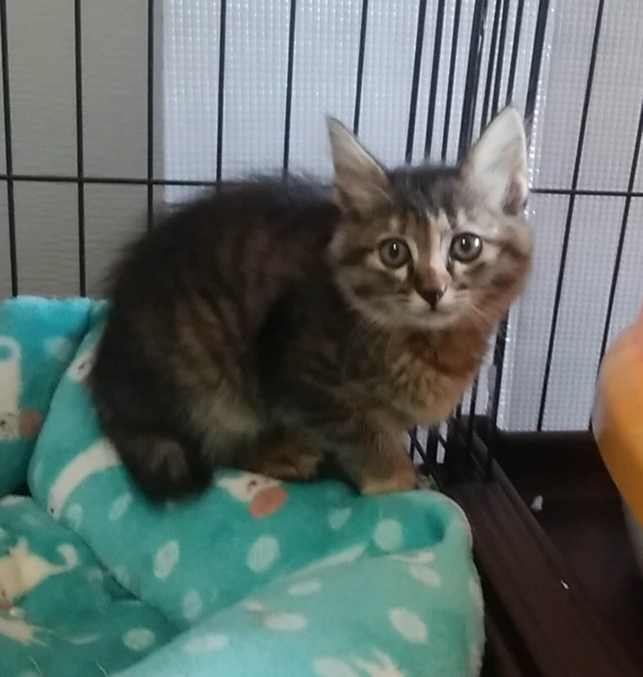 毛長のモフモフ子猫 生後 佐賀県 猫の里親募集 ペットのおうち 月間利用者150万人