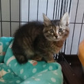 毛長のモフモフ子猫　生後２ヶ月 10月13日保護