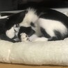 おはぎっこ