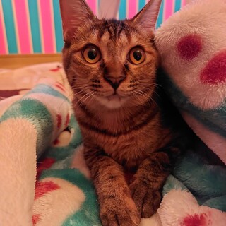 ダンボールに入れて捨てられていたキジトラの女の子