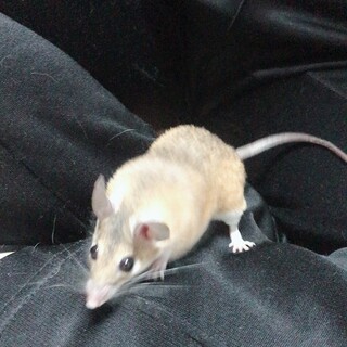 カイロトゲマウス20匹程います