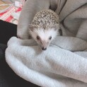 ハリネズミの里親様探しています
