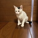 猫4ヶ月活発で懐っこい子です！