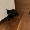 猫4ヶ月大人しい性格です
