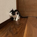 猫4ヶ月大人しい性格です！