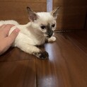 猫4ヶ月大人しく懐っこい性格です！