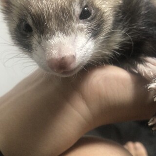 パスバレーフェレットの里親募集！