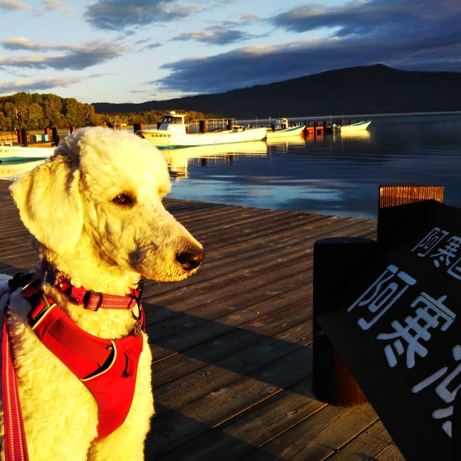 佐藤さくらのカバー写真