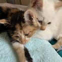 2ヶ月仔猫姉妹三毛猫と白茶