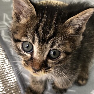 ヨックですฅ•ω•ฅ✩.*˚