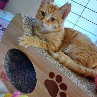 膝乗り甘えん坊の茶トラくん