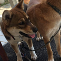 中型雑種犬の里親募集