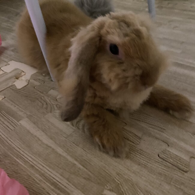 えのしまのカバー写真