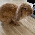 ウサギの里親募集