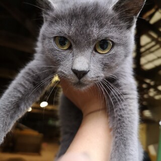 グレーな甘えん坊男の子