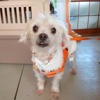 まだまだ若くてよ！シニアの『ルルちゃん』